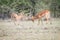 Two male Impalas fighting.