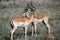 Two male impalas with ringed horns