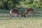 two male Impalas sparring in the savannah