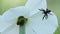 Two male jumping spiders meeting each other on daffodil flower