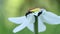 Two male jumping spiders meeting each other on daffodil flower