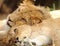 Two male juvenile african lions resting together