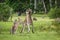 Two male kangaroos fighting