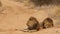 Two male lion brothers resting. Black-maned lions, Kalahari desert, Botswana, Africa.