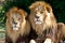 Two male Lions