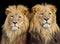 Two Male Lions