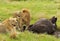 Two male lions and a buffalo in Masai Mara National park