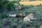 Two male lions and female lying on grass in South Africa