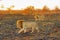 Two Male Lions walking