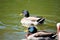Two Male Mallard Ducks at pond