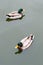 Two male Mallard Ducks swimming in water