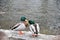 Two male mallards grooming each other