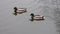 Two male mallards swimming in gray water.