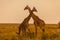 Two male masai giraffes in early morning light