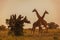 Two male masai giraffes in early morning light