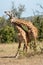 Two male Masai giraffes necking near bushes
