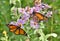 Two male monarchs on New England asters in flower