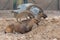 Two Male Nubian Ibexes at the Al Ain Zoo relaxing in the desert sand with impressive horns capra nubiana