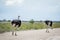 Two male Ostriches walking on the road.