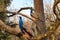 Two male peacocks on the tree branches