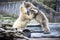 Two male polar bears fight and bite. Polar bears close up . Alaska, polar bear. Big white bears in the spring in the forest . Pola