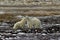 Two male polar bears fighting