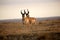 Two male Pronghorn Antelopes