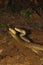 Two male rat snakes, Ptyas mucosa in a combat