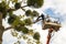 Two male service workers cutting down big tree branches with chainsaw from high chair lift platform