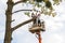 Two male service workers cutting down big tree branches with chainsaw from high chair lift platform