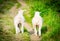 Two male sheep friends walking together with testicles visible