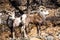 Two male Stone Sheep rams in southern Yukon Territory in Canada