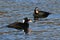 Two Male Surf Scoters