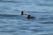 Two male Surf Scoters swimming in water with one having its bill open