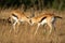 Two male Thomson gazelles butt heads together