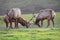 Two male Tule elk Cervus canadensis nannodes locking horns on the grasslands of Point Reyes National Seashore, Pacific Ocean