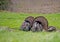 Two male turkeys display for a female in Cades Cove.