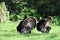 Two Male Turkeys relaxing In Wild Grass On A Hot Day