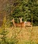 Two Male Whitetail Deer With Antlers