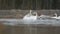 Two male whooper swans cygnus cygnus having a brutal fight.