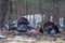 Two male wild eastern turkeys (Meleagris gallopavo) displaying and strutting in front of hens