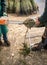 Two male workers preparing and cutting Christmas trees for sale during the Christmas holidays