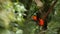 Two Males of Andean Cock-of-the-rock Rupicola peruvianus lekking and dyplaing on branch and waiting for females, Ecuador