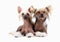 Two males Chinese Crested Dog