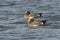 Two males Eurasian Wigeons swimming