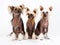 Two males and female of Chinese Crested Dog