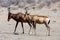 Two males Hartebeest, Alcelaphus buselaphus, Kalahari desert