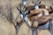 Two males Springbok