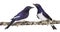 Two Males Violet-backed Starling on a branch