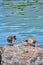 Two mallard dabbler ducks cleaning themselves on a rock